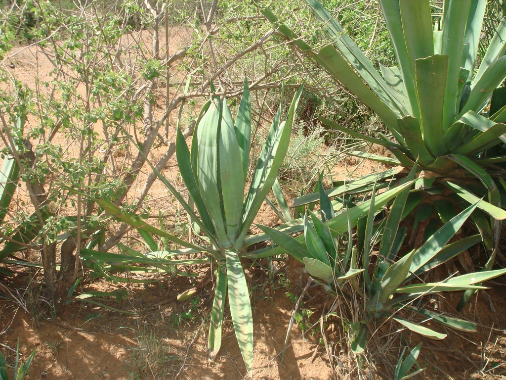 Africa 12-4 to 12-13-2009 105.JPG