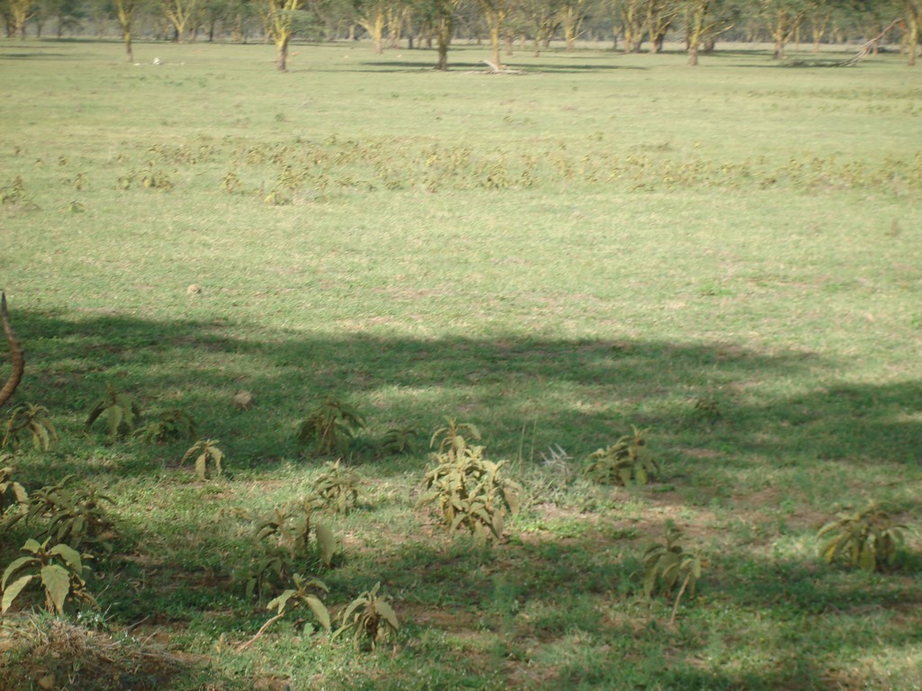 Africa 12-4 to 12-13-2009 162.JPG