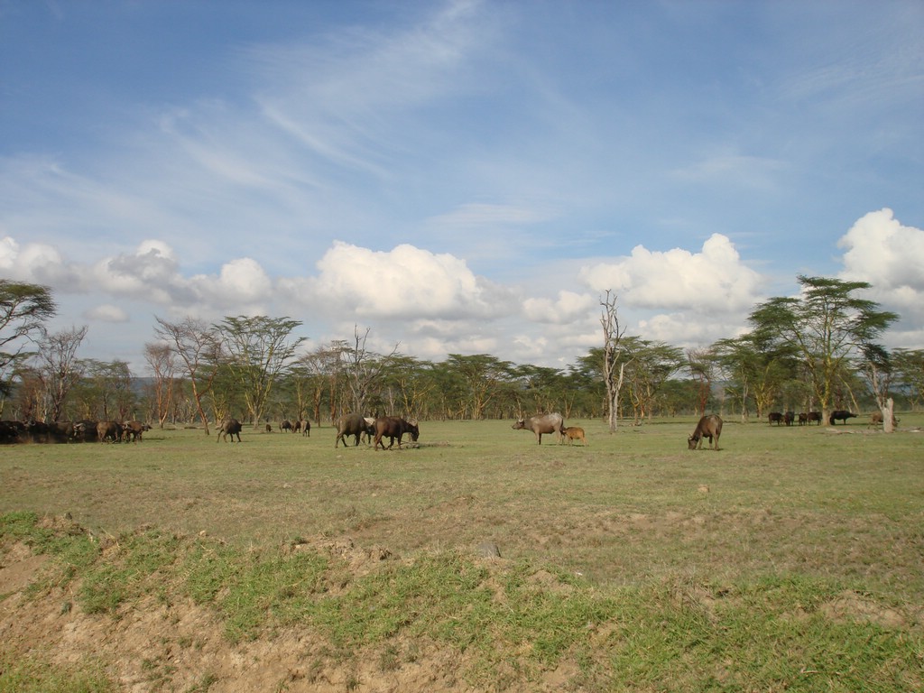 Africa 12-4 to 12-13-2009 163.JPG