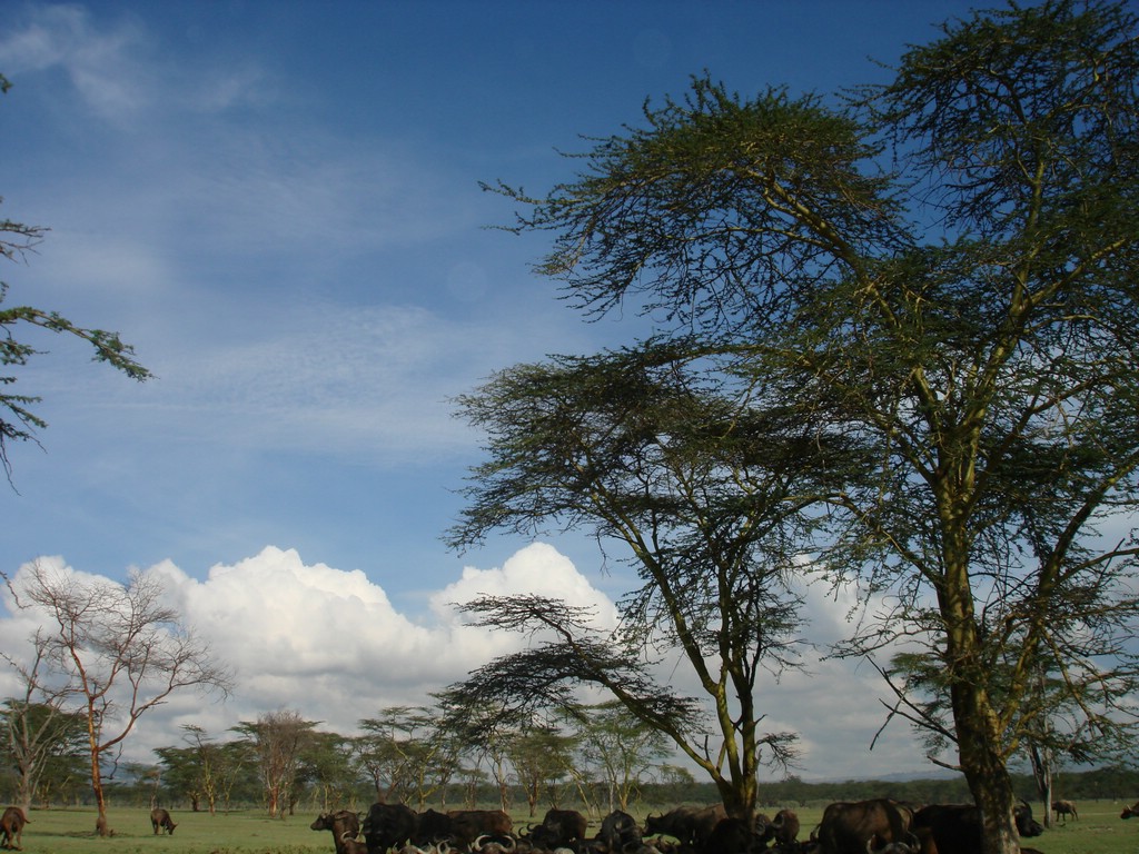 Africa 12-4 to 12-13-2009 164.JPG