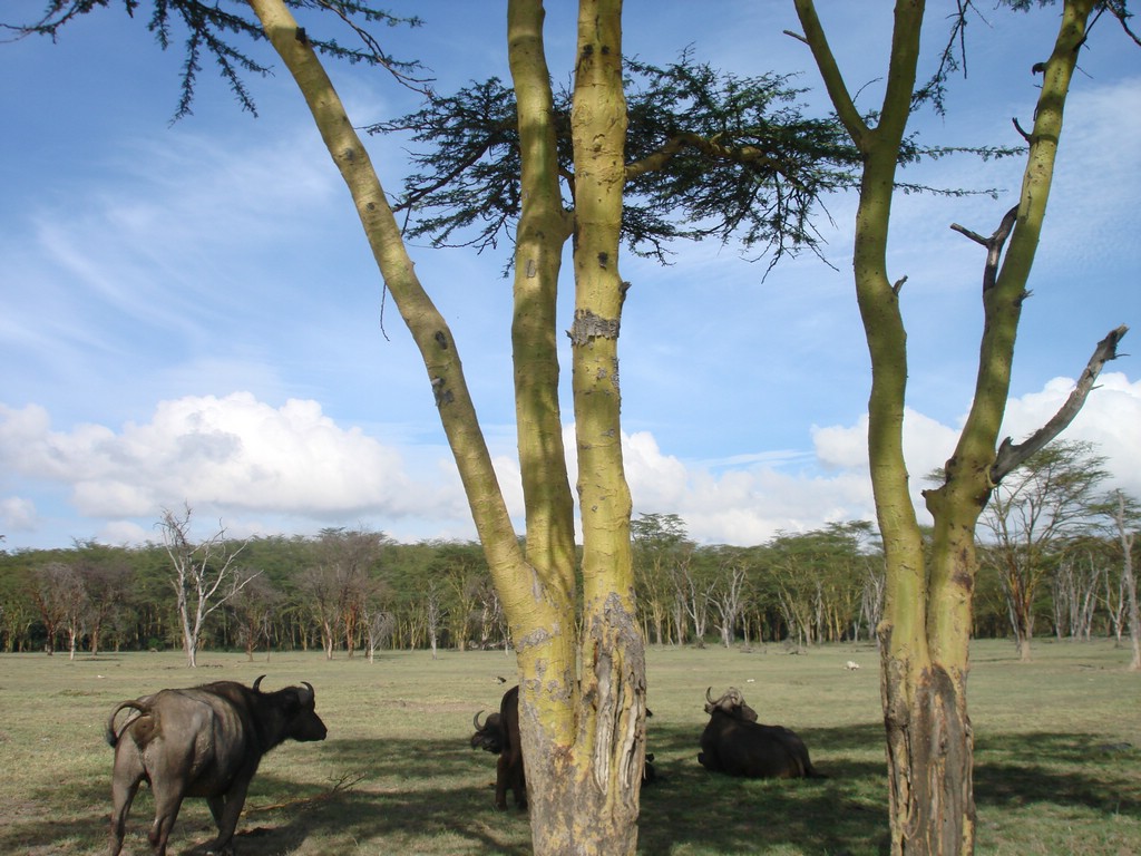 Africa 12-4 to 12-13-2009 165.JPG