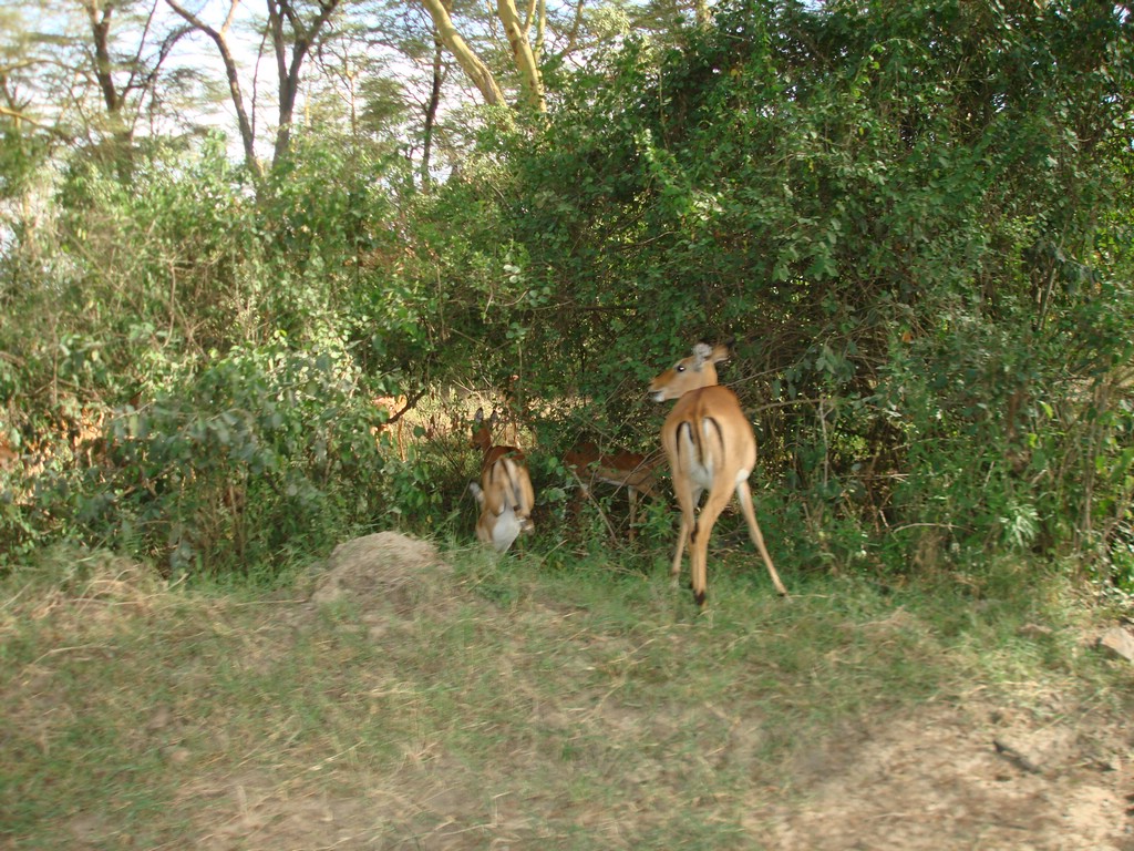 Africa 12-4 to 12-13-2009 169.JPG