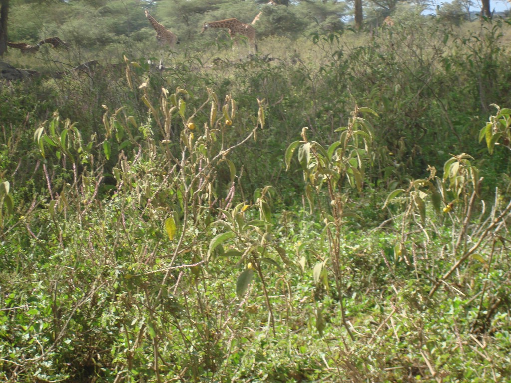 Africa 12-4 to 12-13-2009 176.JPG