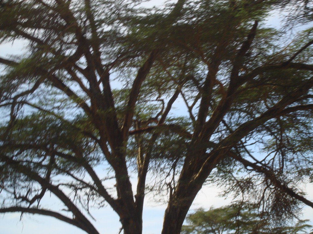 Africa 12-4 to 12-13-2009 177.JPG