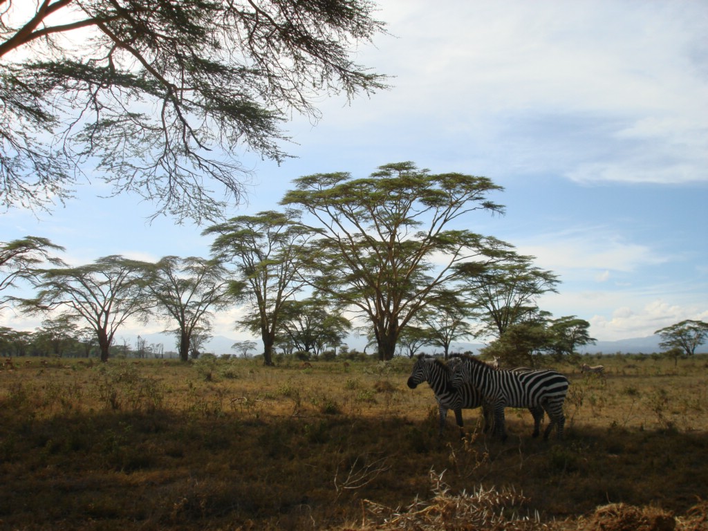 Africa 12-4 to 12-13-2009 180.JPG
