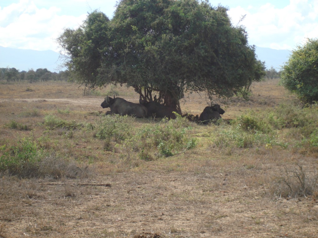 Africa 12-4 to 12-13-2009 183.JPG