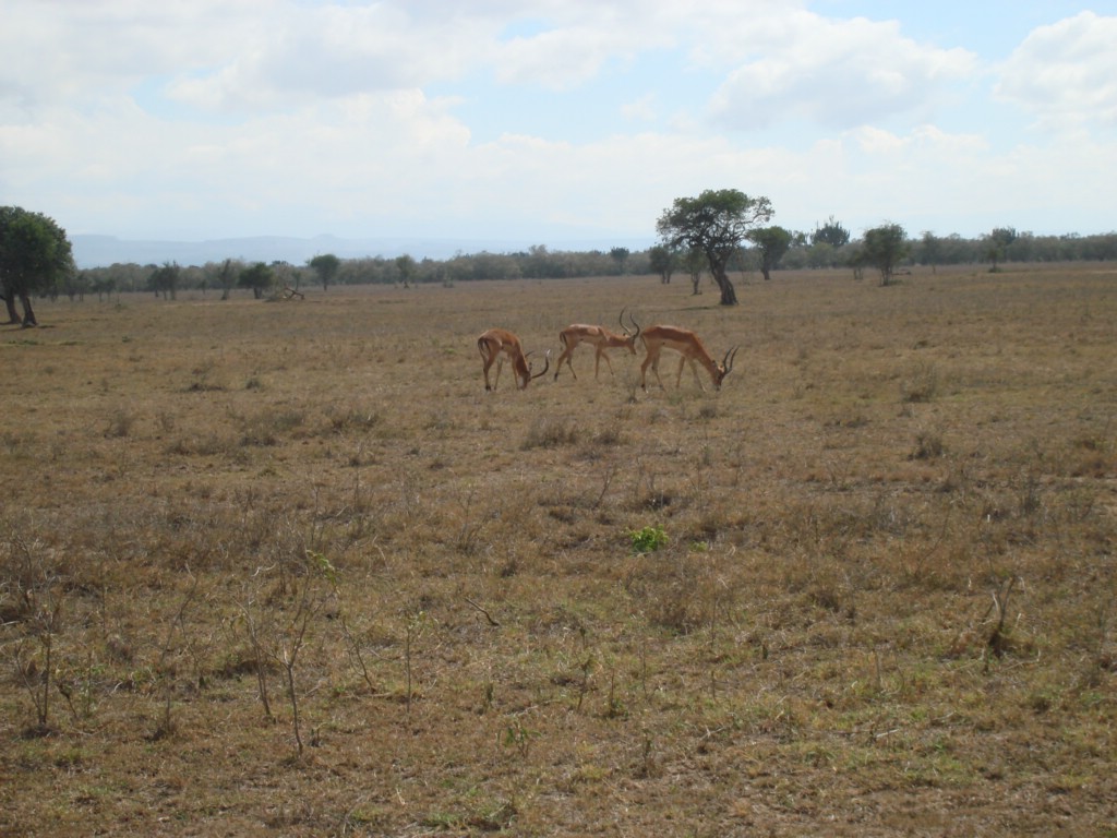 Africa 12-4 to 12-13-2009 189.JPG
