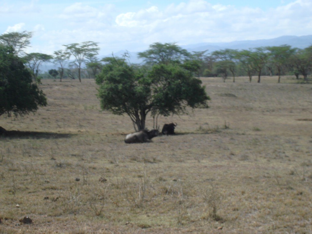 Africa 12-4 to 12-13-2009 192.JPG