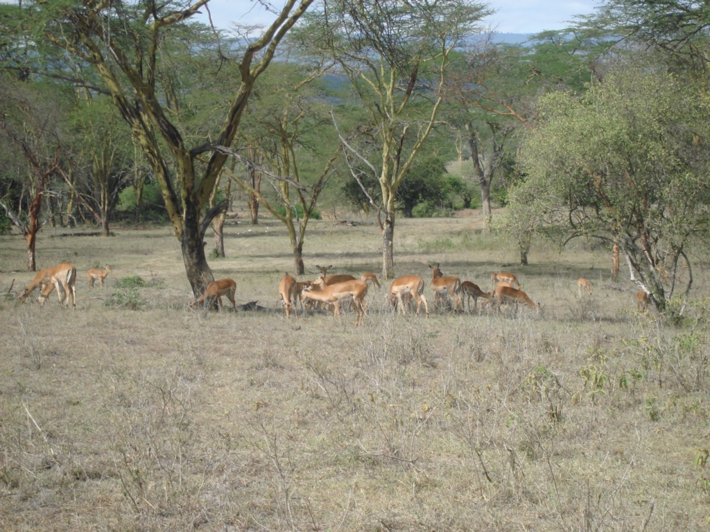 Africa 12-4 to 12-13-2009 197.JPG