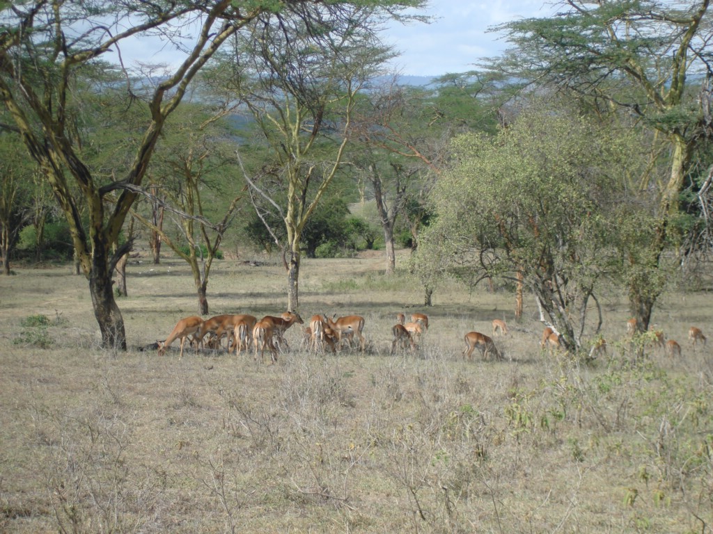 Africa 12-4 to 12-13-2009 198.JPG