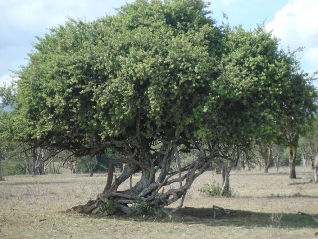 Africa 12-4 to 12-13-2009 199.JPG