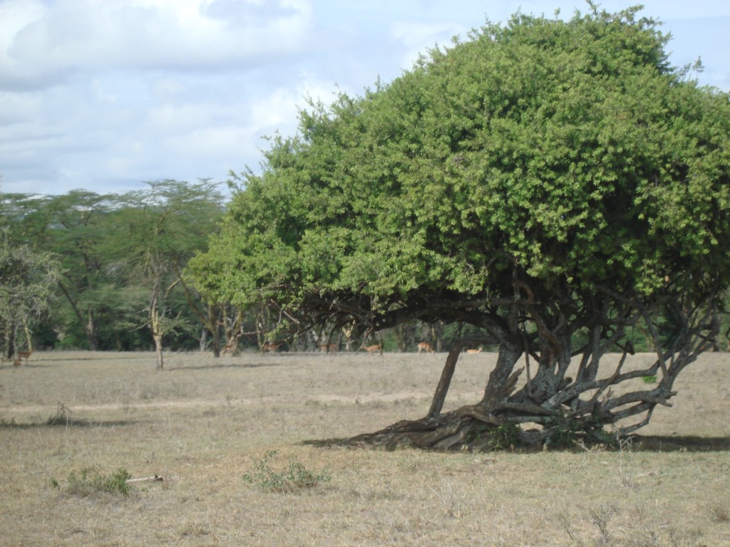 Africa 12-4 to 12-13-2009 200.JPG