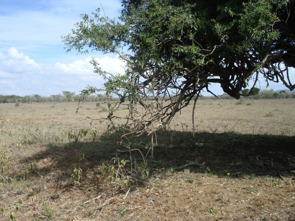 Africa 12-4 to 12-13-2009 201.JPG