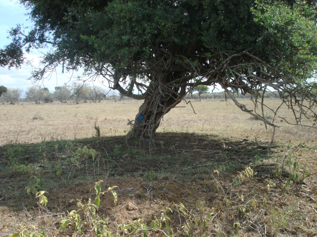 Africa 12-4 to 12-13-2009 202.JPG