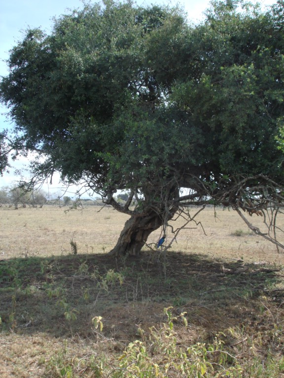 Africa 12-4 to 12-13-2009 203.JPG