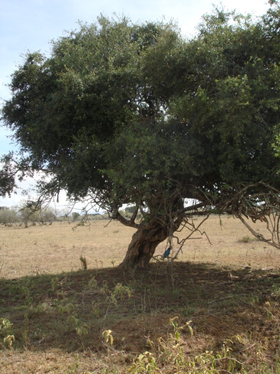 Africa 12-4 to 12-13-2009 204.JPG