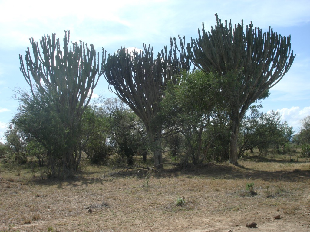 Africa 12-4 to 12-13-2009 206.JPG