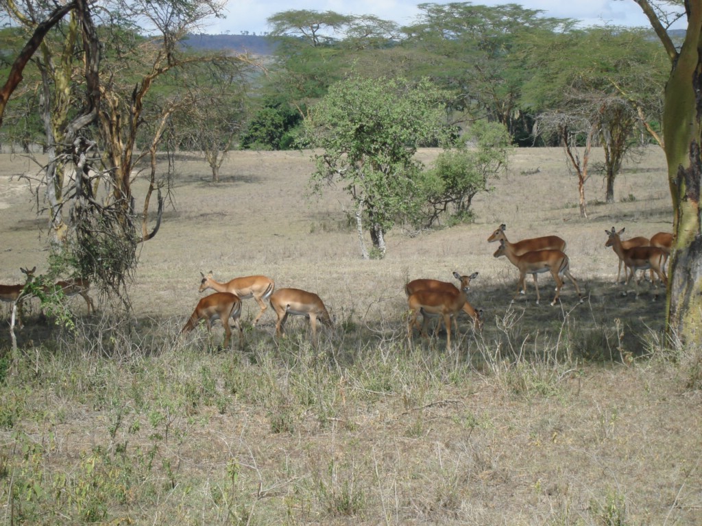 Africa 12-4 to 12-13-2009 209.JPG