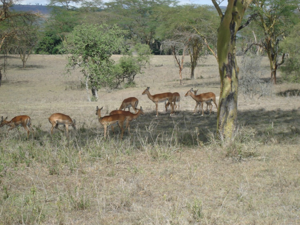 Africa 12-4 to 12-13-2009 210.JPG