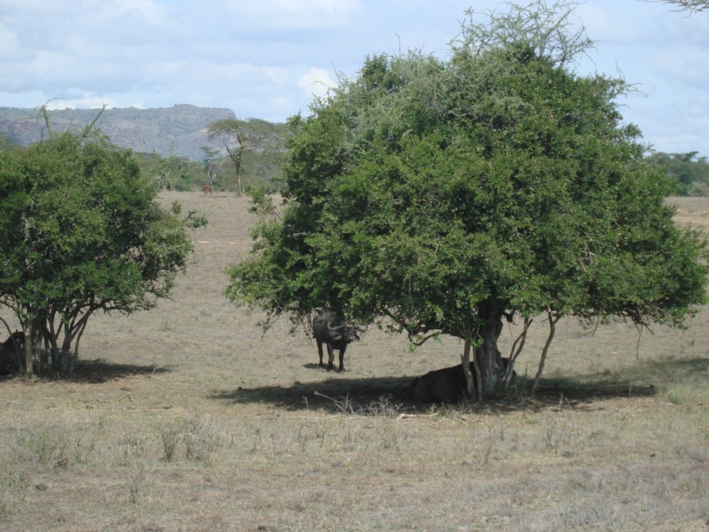 Africa 12-4 to 12-13-2009 212.JPG