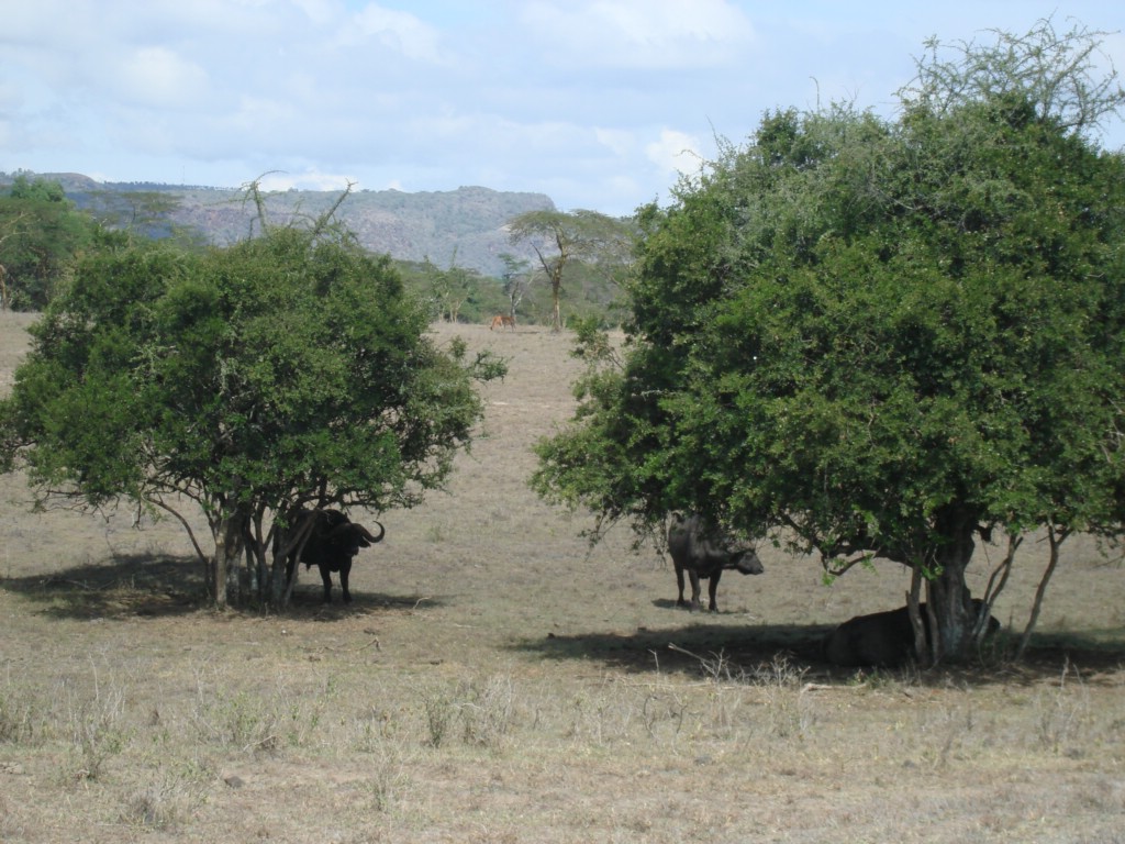 Africa 12-4 to 12-13-2009 213.JPG