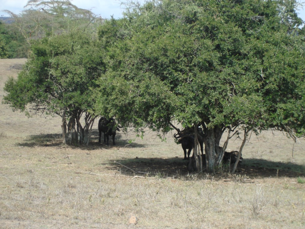 Africa 12-4 to 12-13-2009 214.JPG