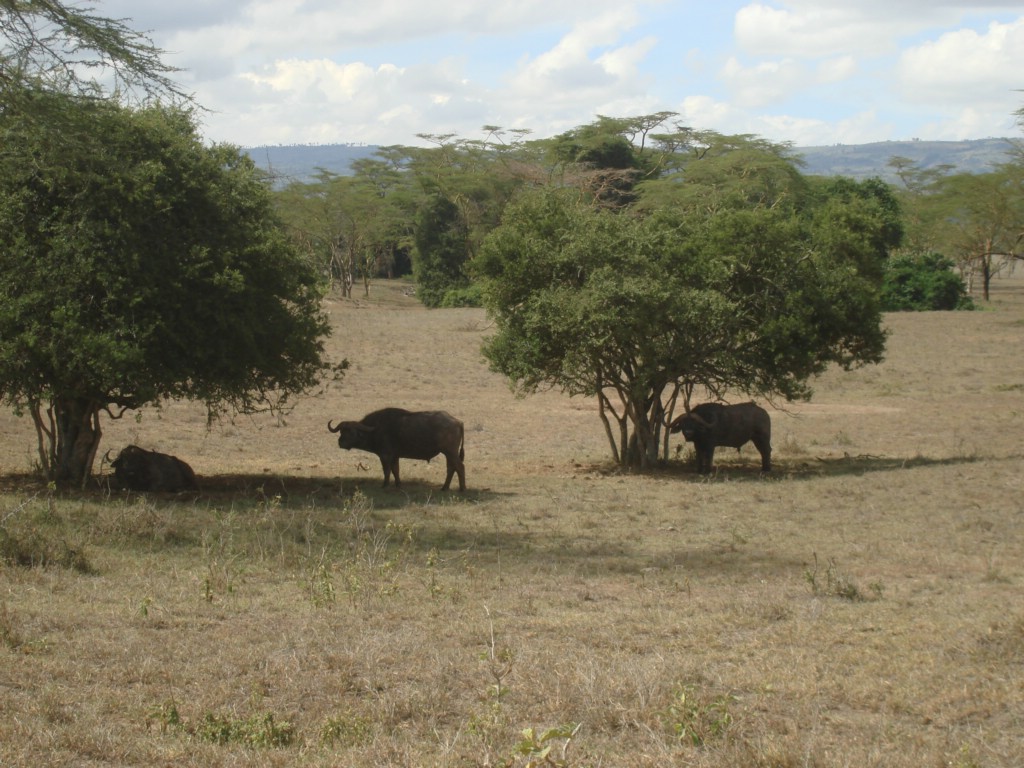 Africa 12-4 to 12-13-2009 215.JPG