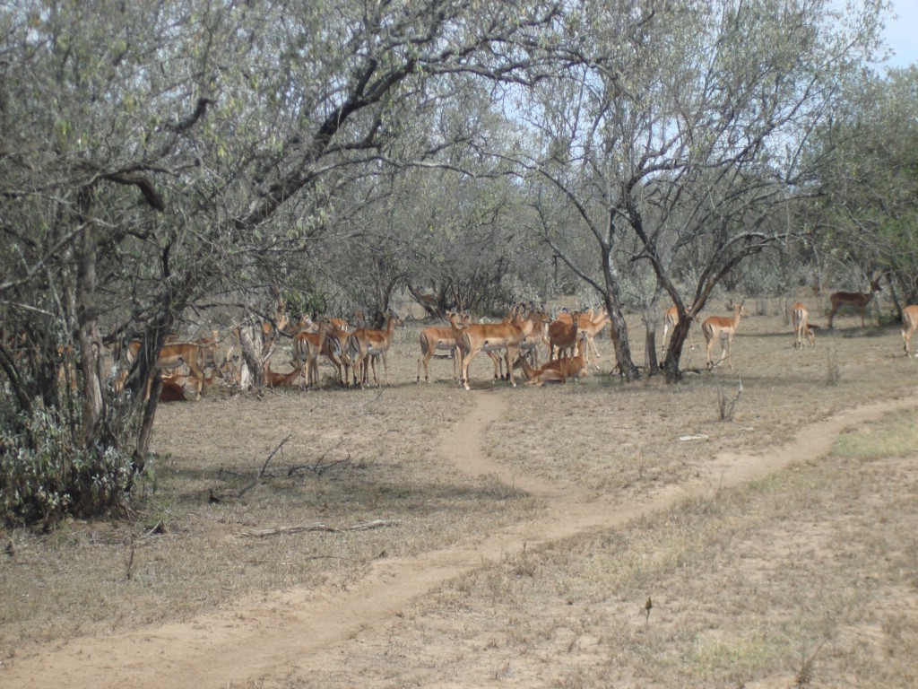 Africa 12-4 to 12-13-2009 217.JPG