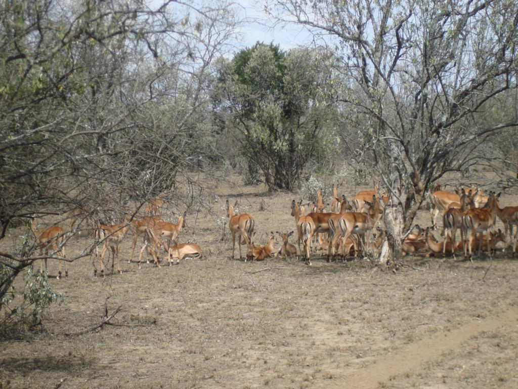 Africa 12-4 to 12-13-2009 218.JPG