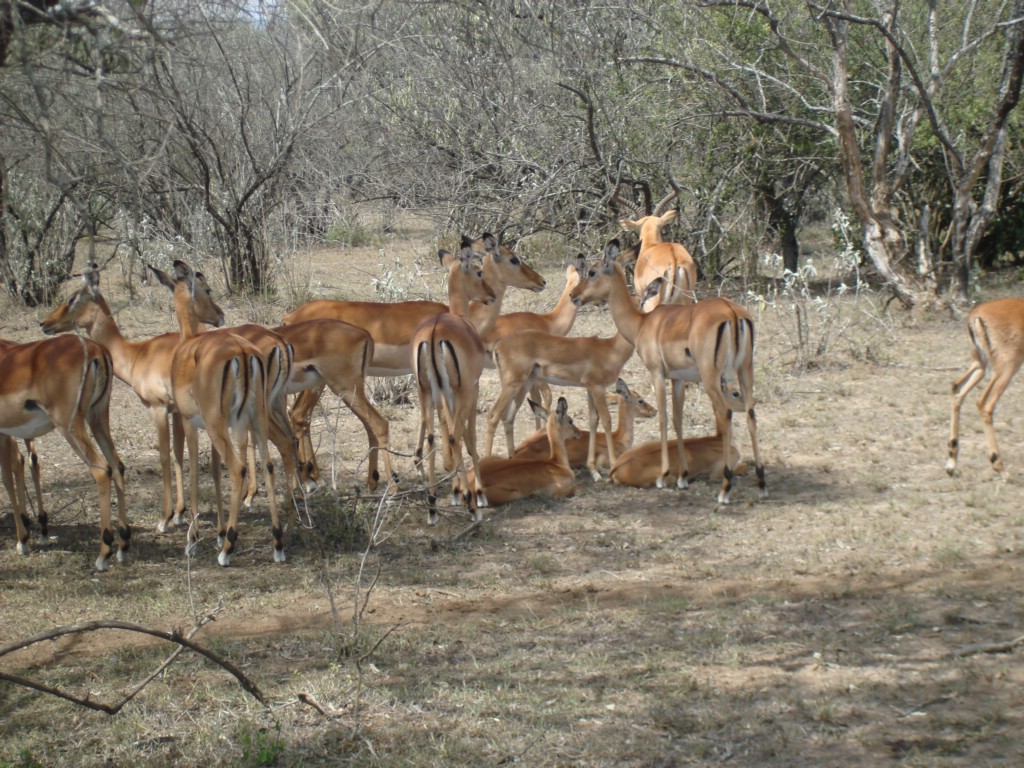 Africa 12-4 to 12-13-2009 219.JPG