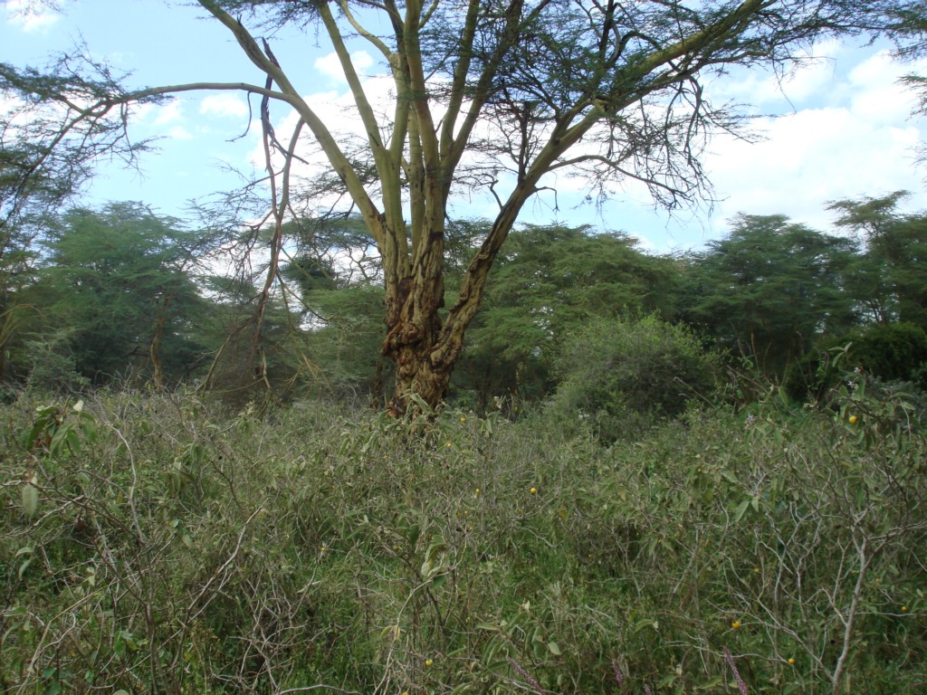 Africa 12-4 to 12-13-2009 220.JPG