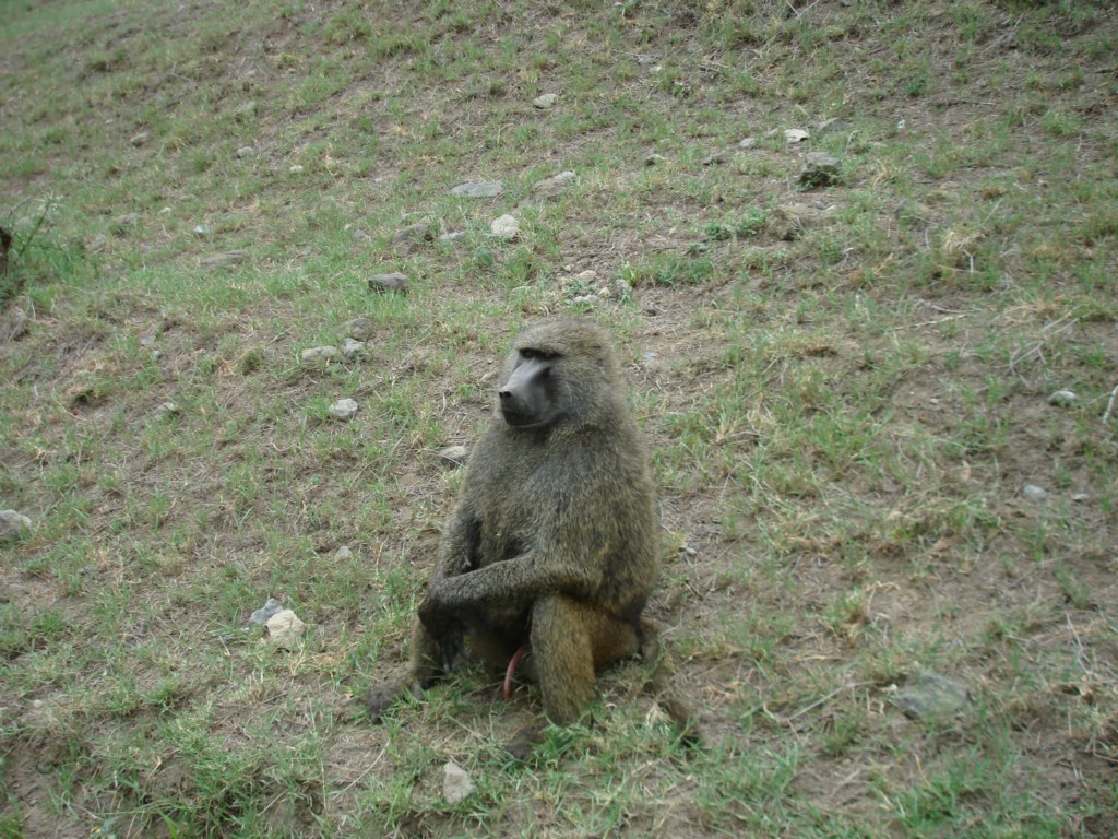 Africa 12-4 to 12-13-2009 223.JPG