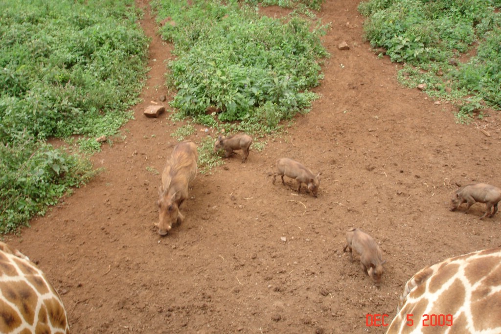 Africa 12-4 to 12-13-2009 266.JPG