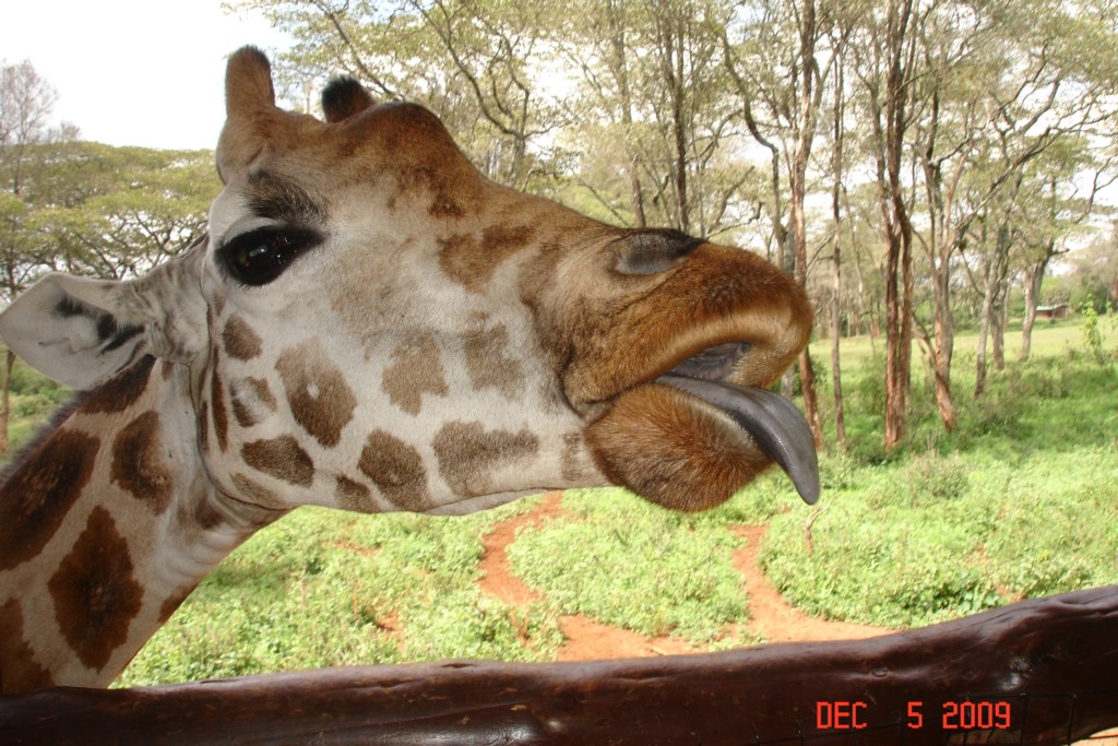 Africa 12-4 to 12-13-2009 270.JPG