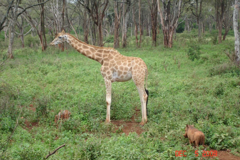 Africa 12-4 to 12-13-2009 281.JPG