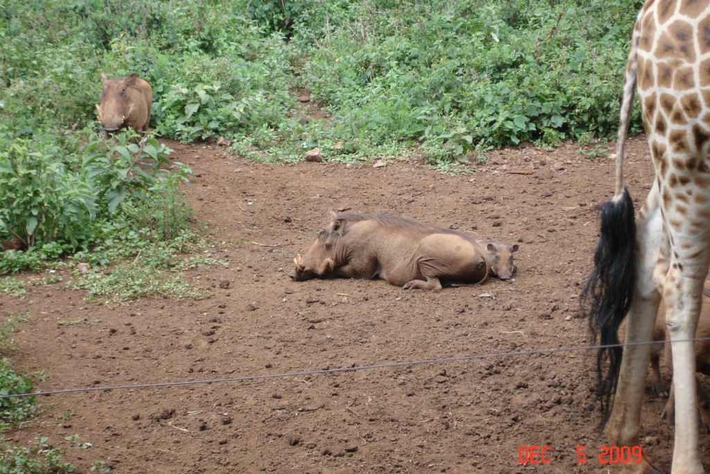 Africa 12-4 to 12-13-2009 282.JPG