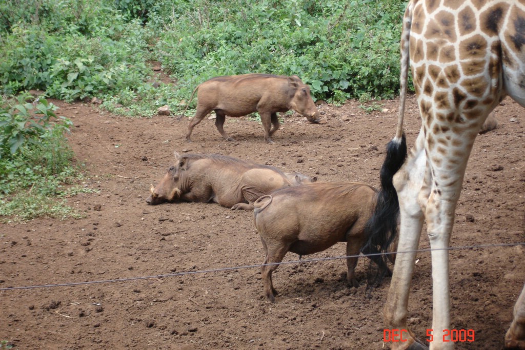 Africa 12-4 to 12-13-2009 283.JPG