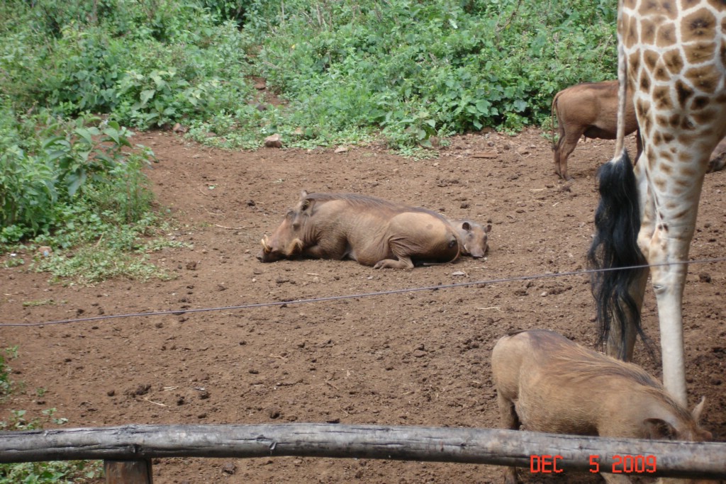 Africa 12-4 to 12-13-2009 284.JPG