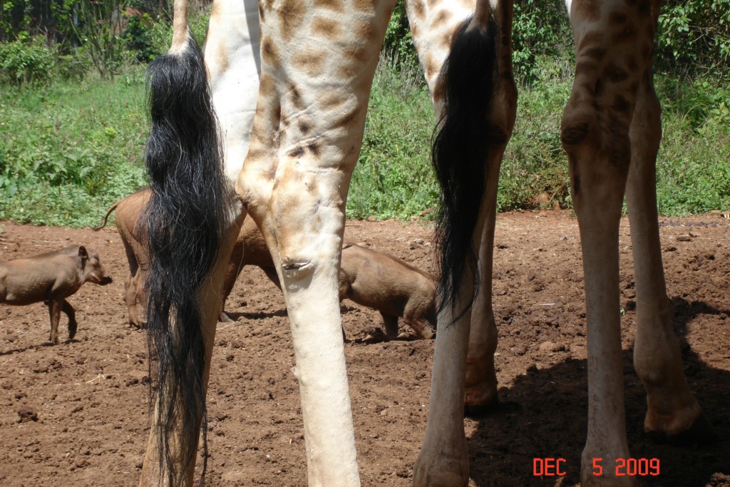 Africa 12-4 to 12-13-2009 285.JPG