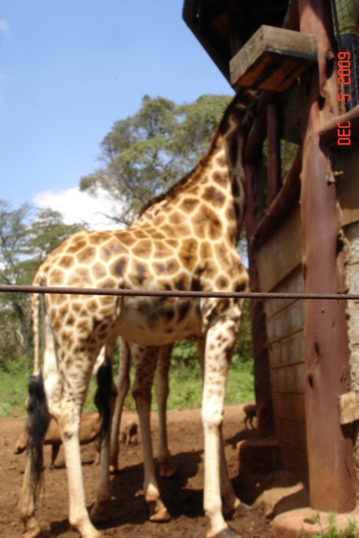 Africa 12-4 to 12-13-2009 286.JPG