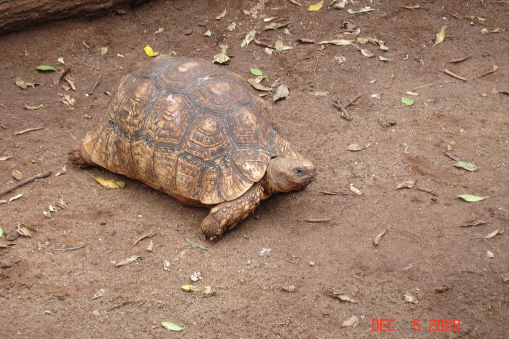 Africa 12-4 to 12-13-2009 292.JPG