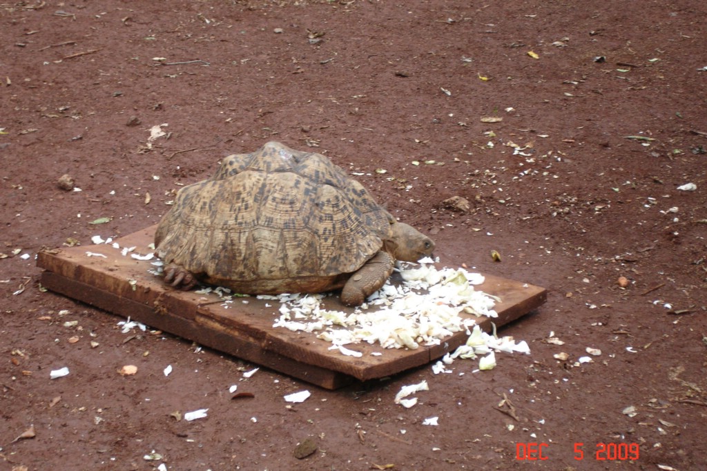 Africa 12-4 to 12-13-2009 293.JPG