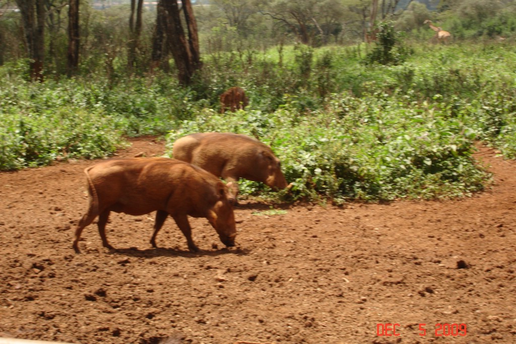 Africa 12-4 to 12-13-2009 296.JPG