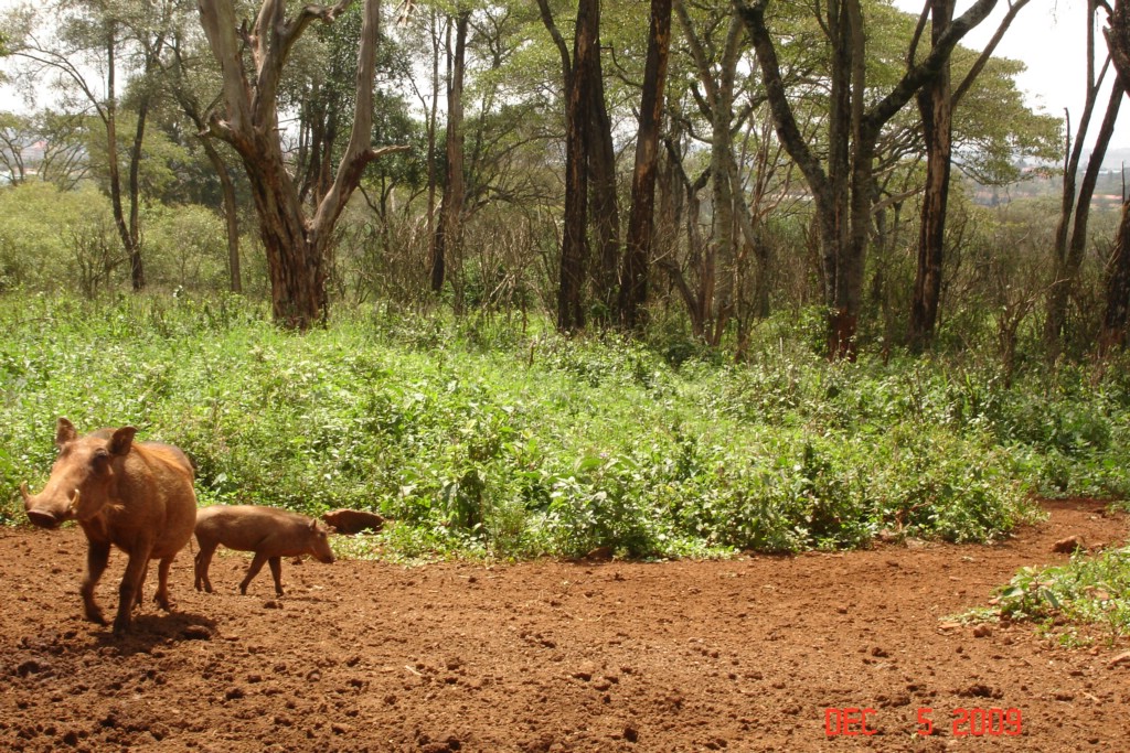 Africa 12-4 to 12-13-2009 297.JPG