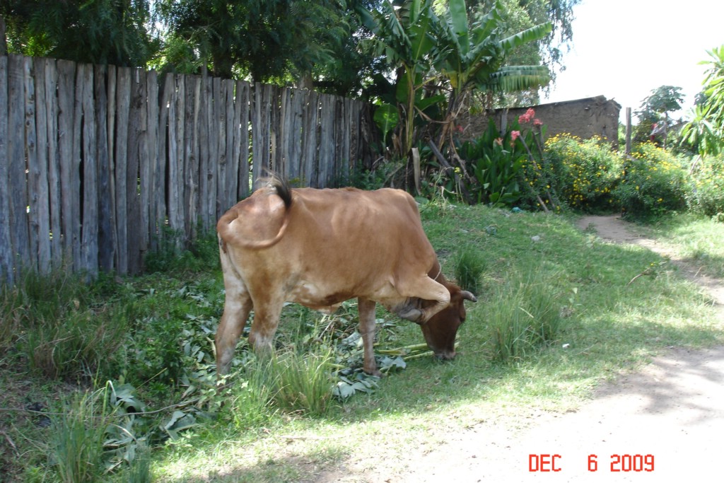 Africa 12-4 to 12-13-2009 501.JPG