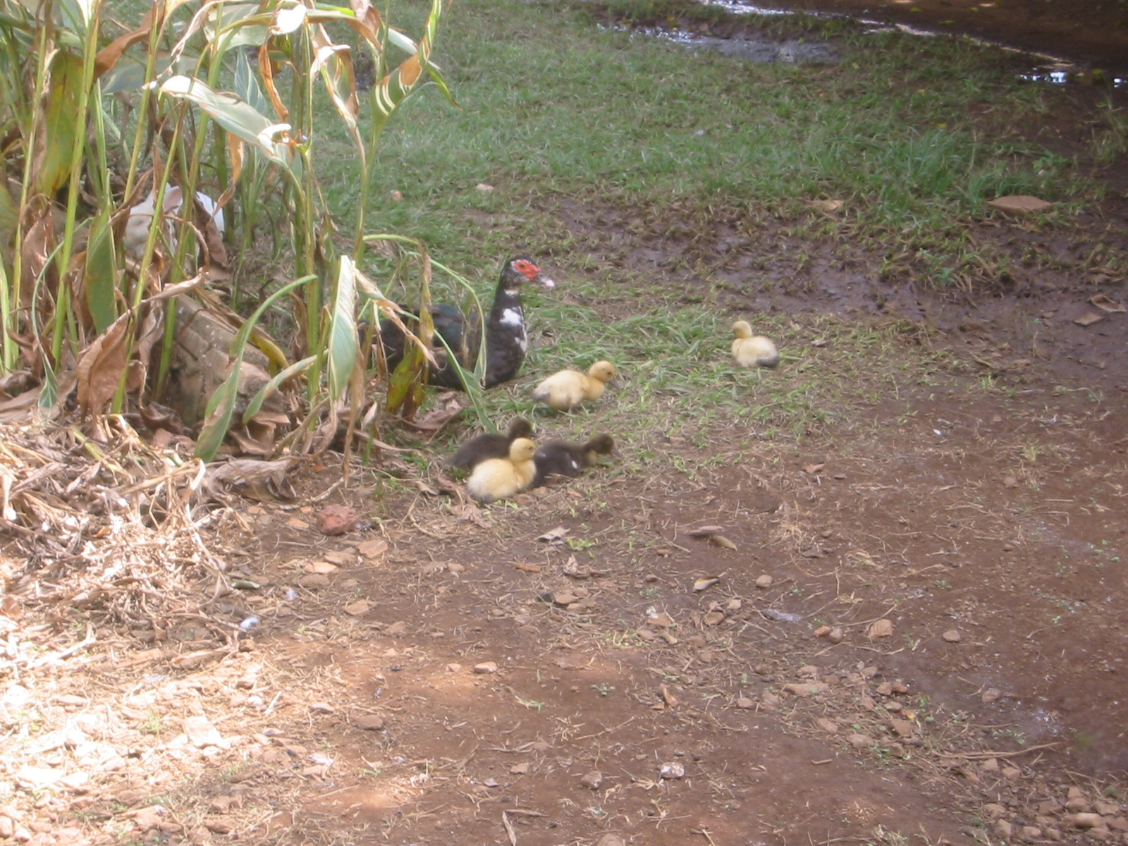 Brazil05 196.jpg