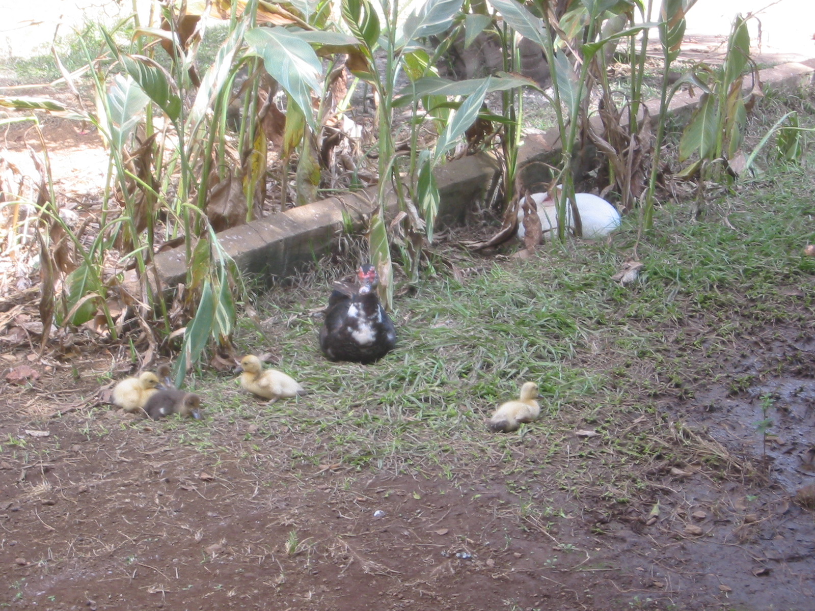 Brazil05 197.jpg