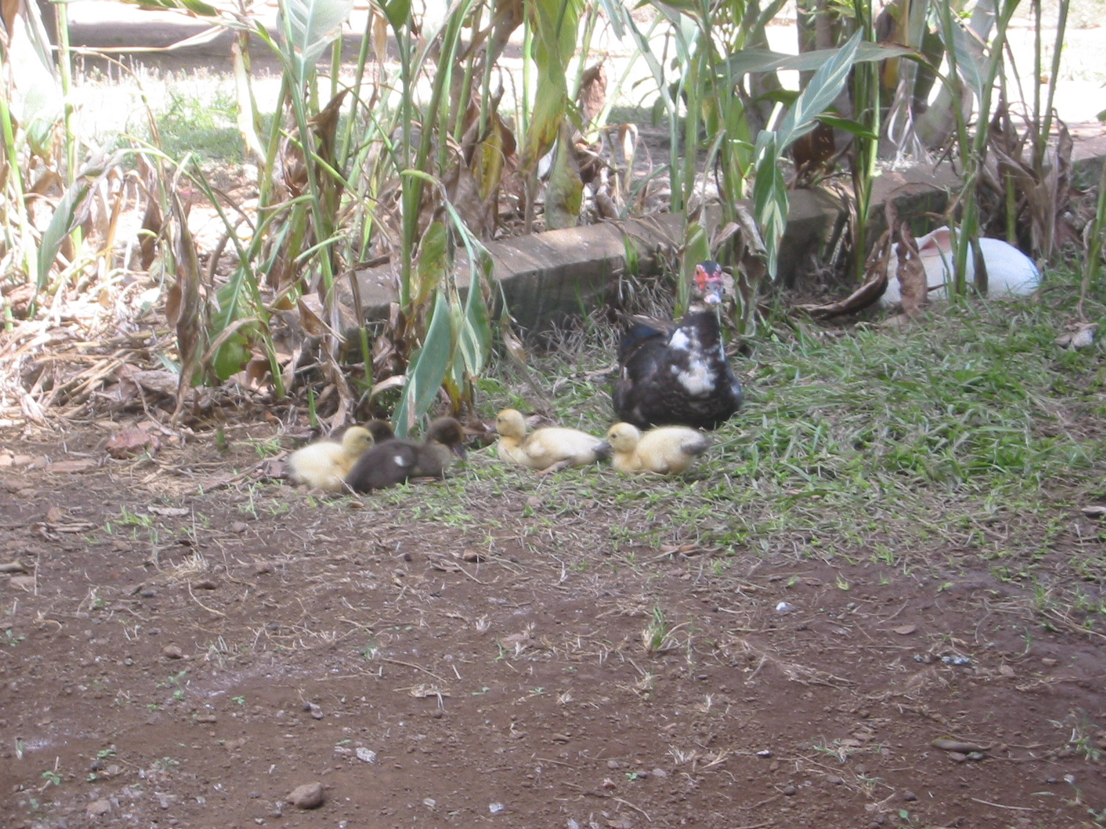Brazil05 198.jpg