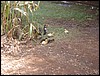 Brazil05 196.jpg