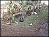 Brazil05 197.jpg